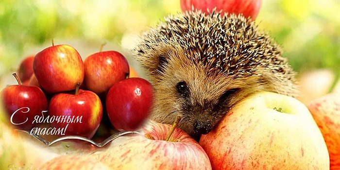 Яблочный Спас – праздник плодов, фото-2