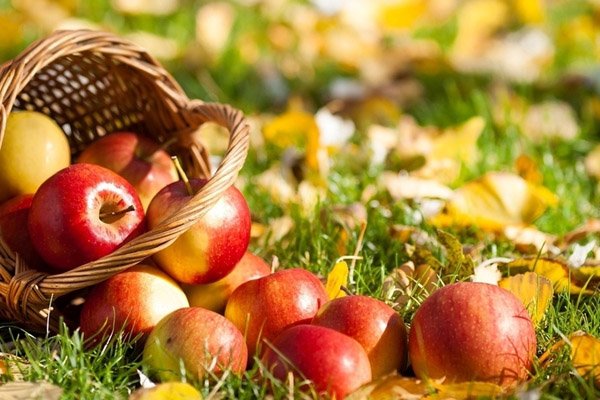 Яблочный Спас – праздник плодов, фото-1