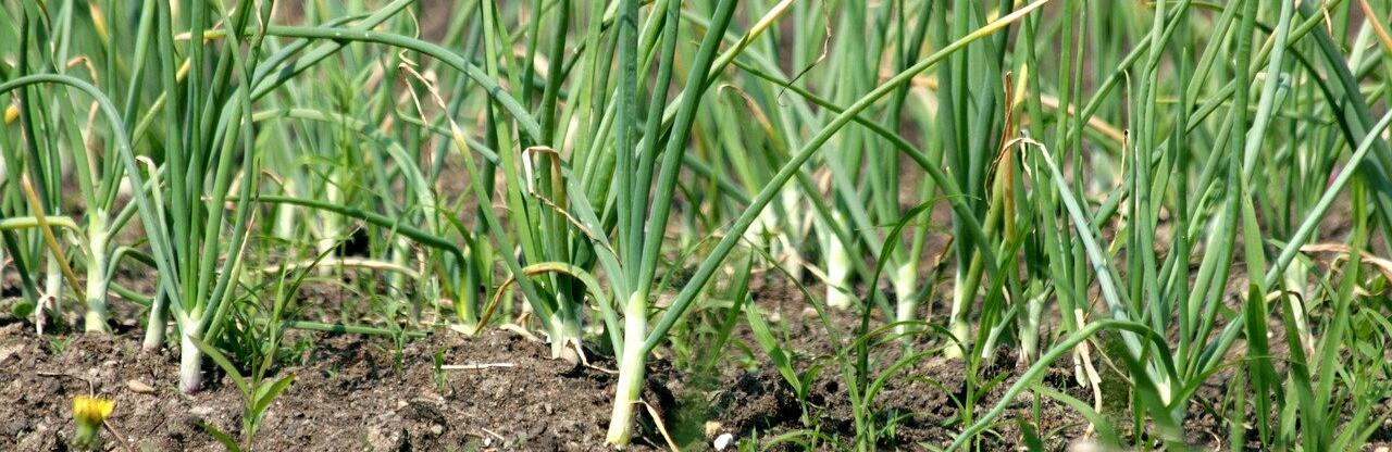 Жовтіє листя на часнику