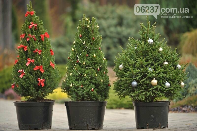 Цены на новогодние елки 2018: живые, искусственные, в горшках, фото-2