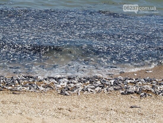 В Мариуполе зафиксирована массовая гибель рыбы вследствие жары, фото-1