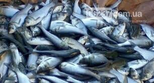  Украина подписала протокол с РФ о рыбалке в Азовском море, фото-1