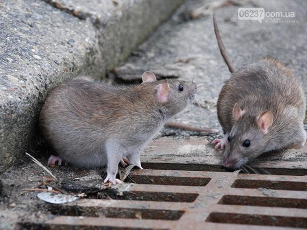 Оккупированный Донецк заполонили крысы, фото-1