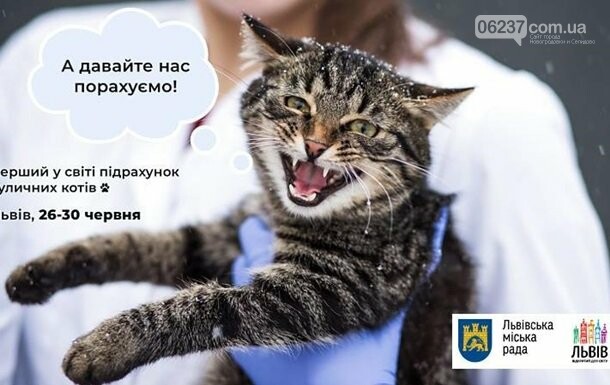 Во Львове впервые в мире подсчитают бродячих котов, фото-1