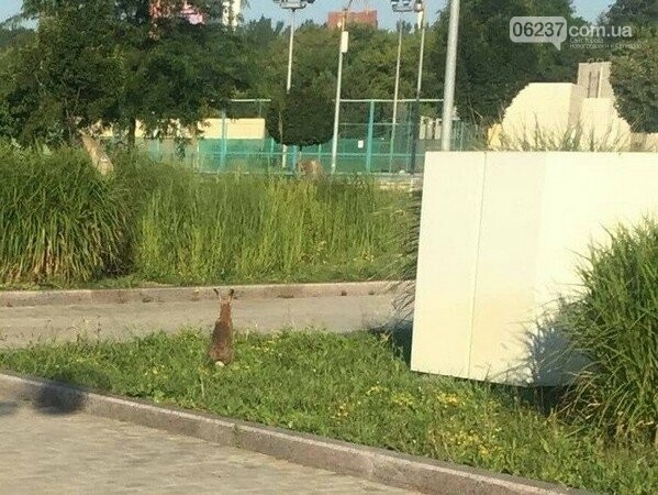 В оккупированном Донецке стадион «Донбасс Арена» облюбовали дикие животные, фото-1