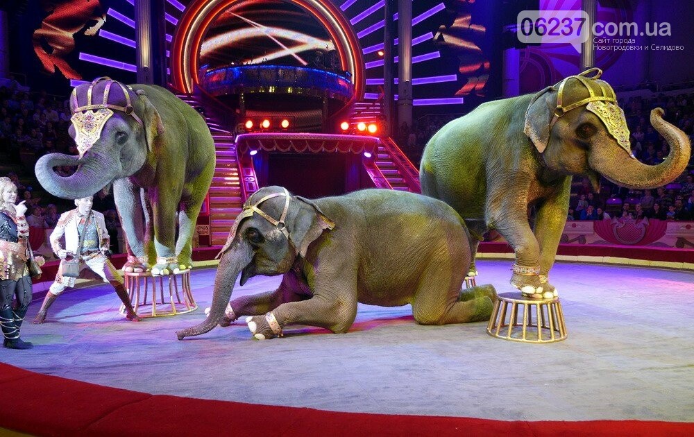 В 2020 году из государственных цирков исчезнут представления с животными - Бородянский, фото-1