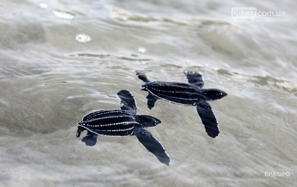 На пляжи Таиланда вернулись редкие черепахи, фото-1