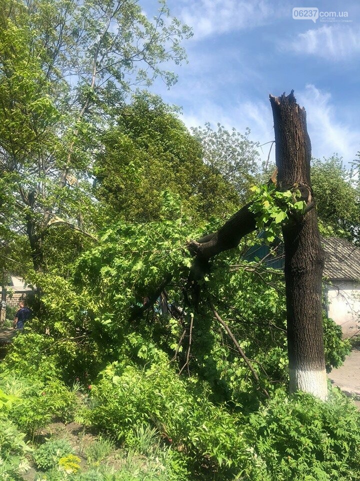 Срочно! В Новогродовке упало дерево. Света теперь не будет., фото-1