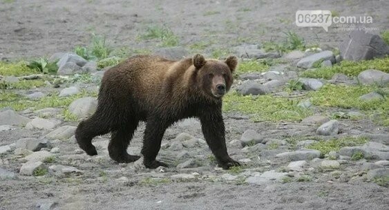 На Сахалине медведь загрыз пенсионерку на дачном участке, фото-1