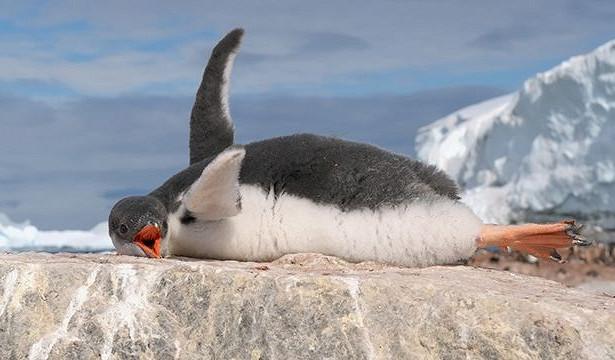 36 ТЫСЯЧ ПИНГВИНОВ ПОГИБЛИ ОТ ГОЛОДА В АНТАРКТИДЕ