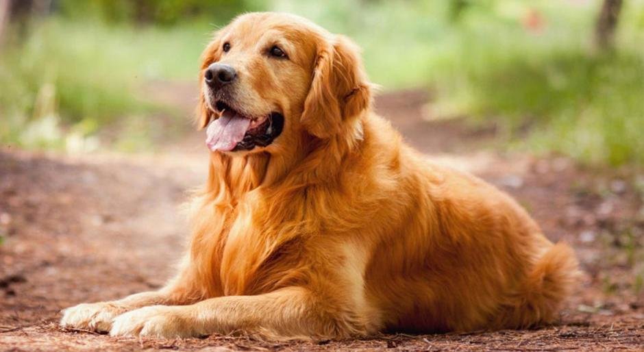 Символ нового года 2018