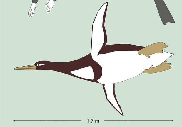 Вчені знайшли залишки стародавнього пінгвіна розміром з людину