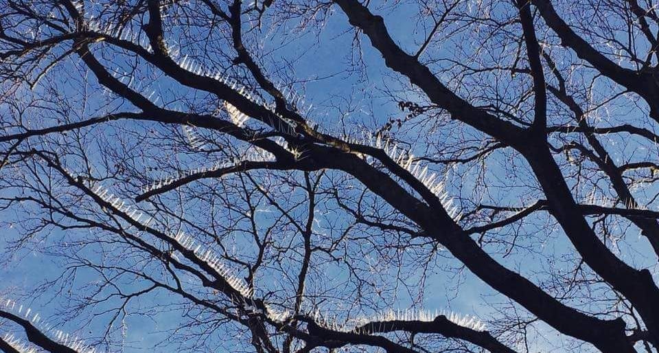 В Англии птицам запретили сидеть на деревьях