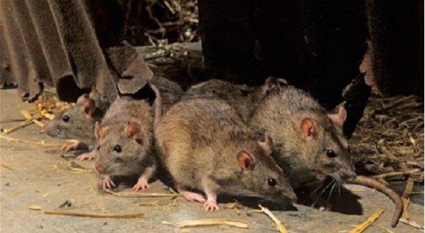 У РФ дитину мало не загризли щури, поки батько розважався з коханкою