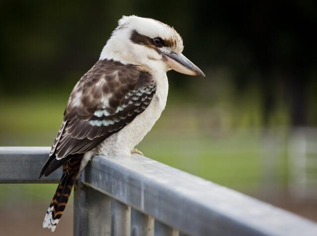 Птица смеется, как злодеи из фильмов ужасов
