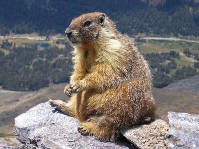 День бабака: що за свято і прикмети