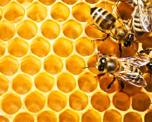 Товары для пасеки в интернет-магазине пчеловодства