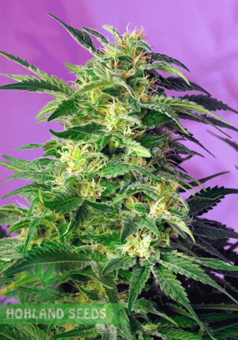 насіння канабісу від hohlandseeds